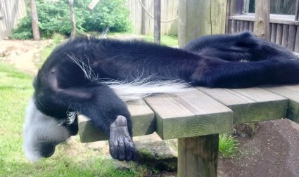Laid back Colobus Chills in the Sun at Drusillas Park_1.JPG